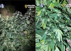 Plantație de canabis descoperită în Florești! Doi bărbați, de 49 și 51 de ani, au fost arestați preventiv